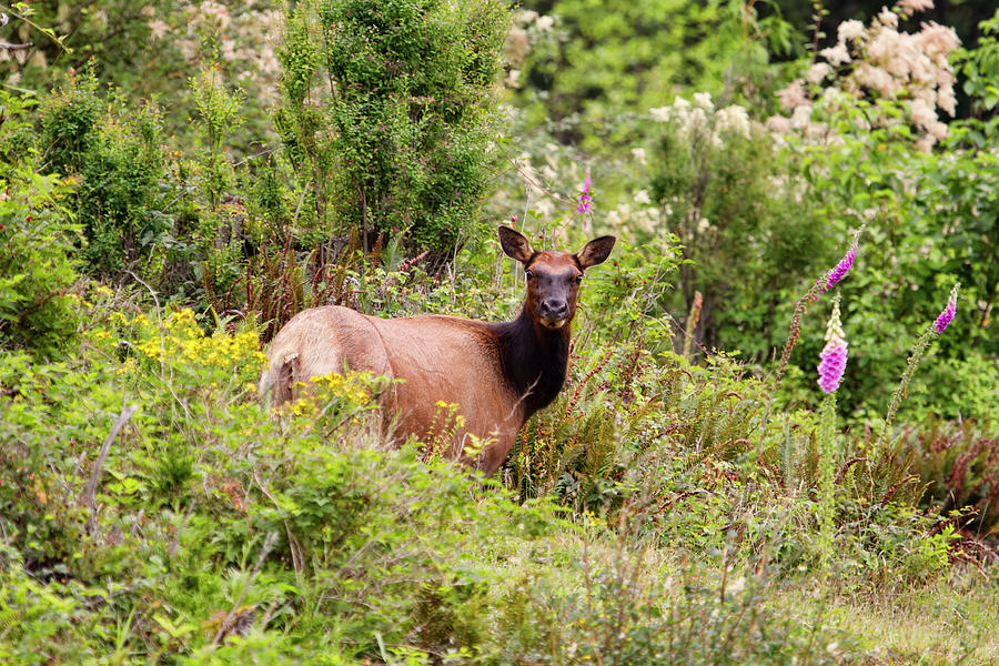 Roosevelt Elk Cow in Spring Flowers Photograph by Peggy Collins