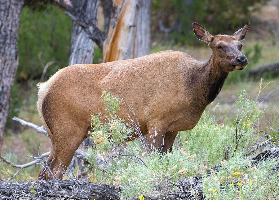 Roosevelt Elk Photograph by Dana Foreman