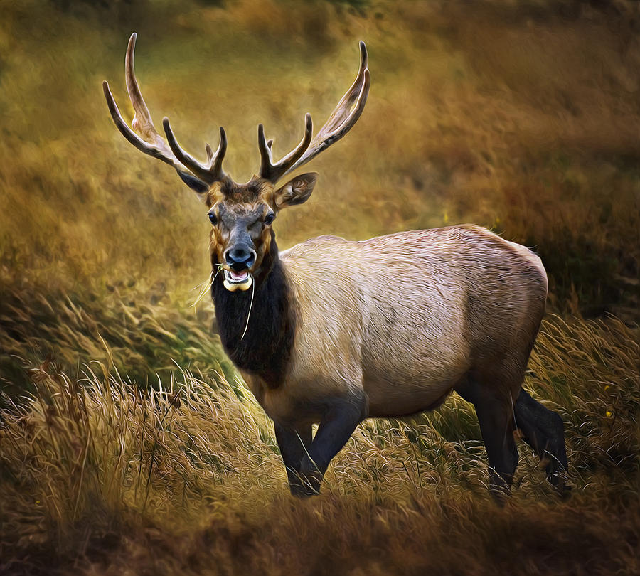 Roosevelt Elk Photograph by John Christopher