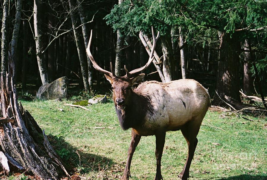 Roosevelt Elk Photograph by John Huntsman