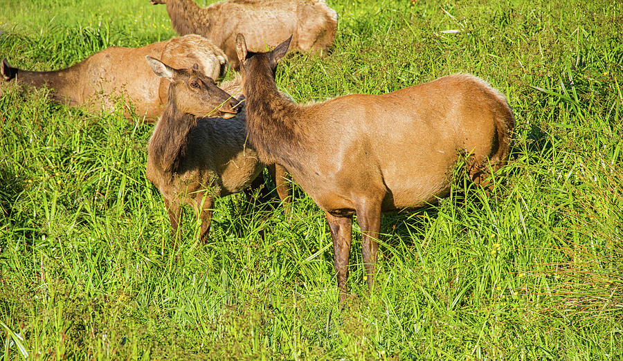 Roosevelt Elk Photograph - Roosevelt elk by Kunal Mehra