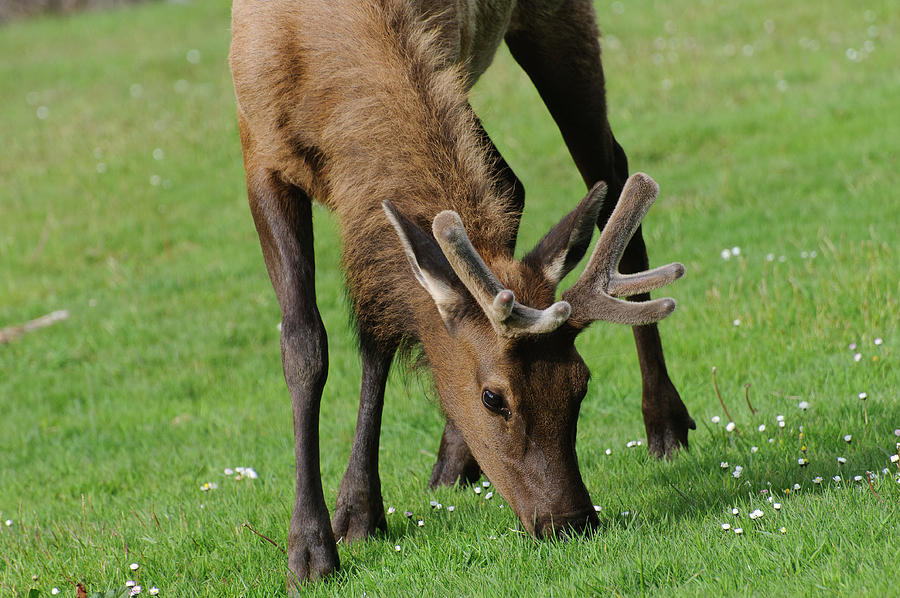 Roosevelt Elk Photograph by Robert Potts