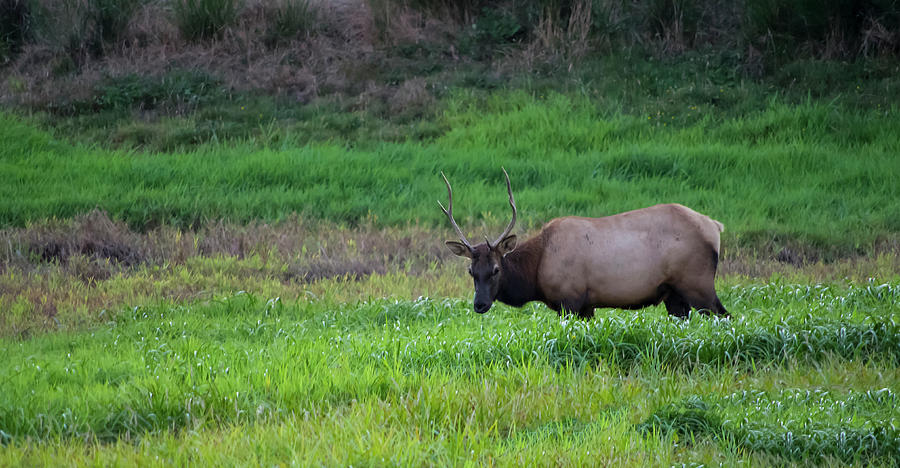 Roosevelt Elk Photograph by Steven Clark