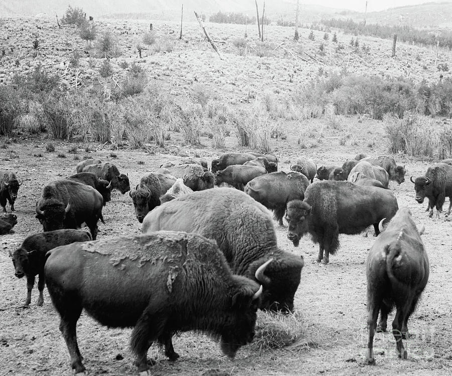 Roosevelt  King of the Herd Photograph by American School