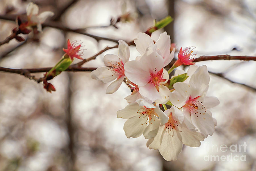 Roosevelts Apple Blossoms Photograph by Elizabeth Dow