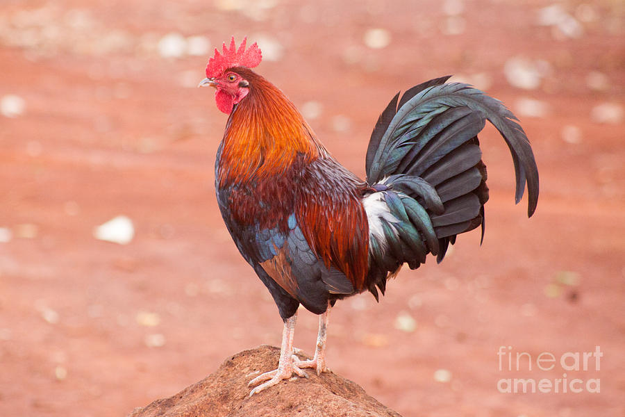 Rooster 1 Photograph