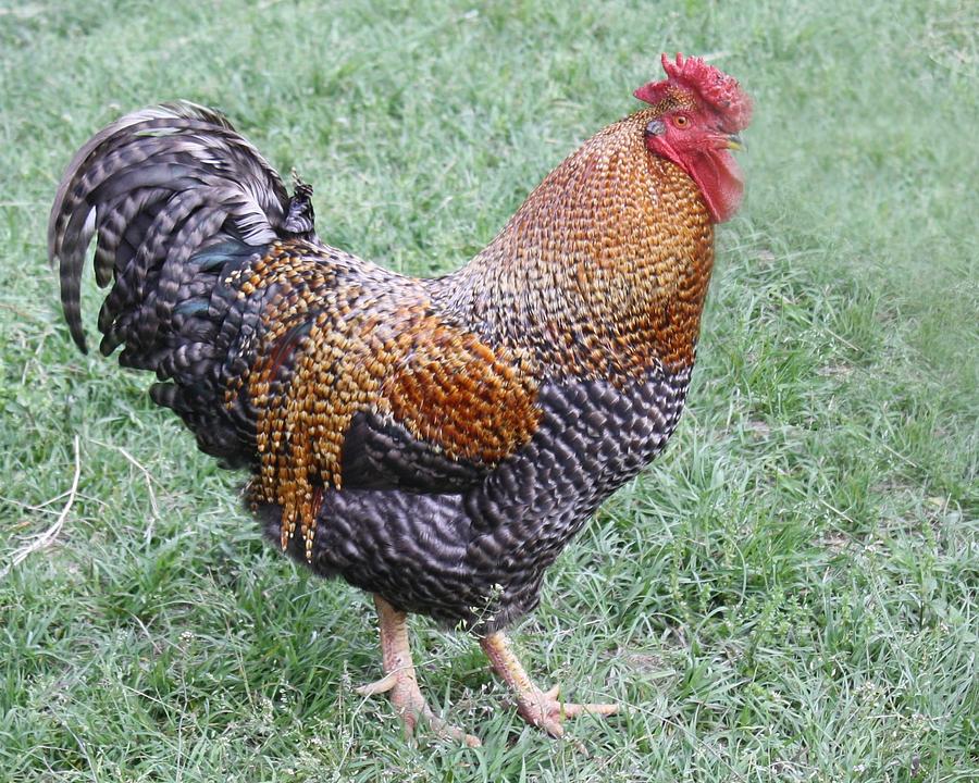 Rooster 2 by Roena King Rooster 2 by Roena King