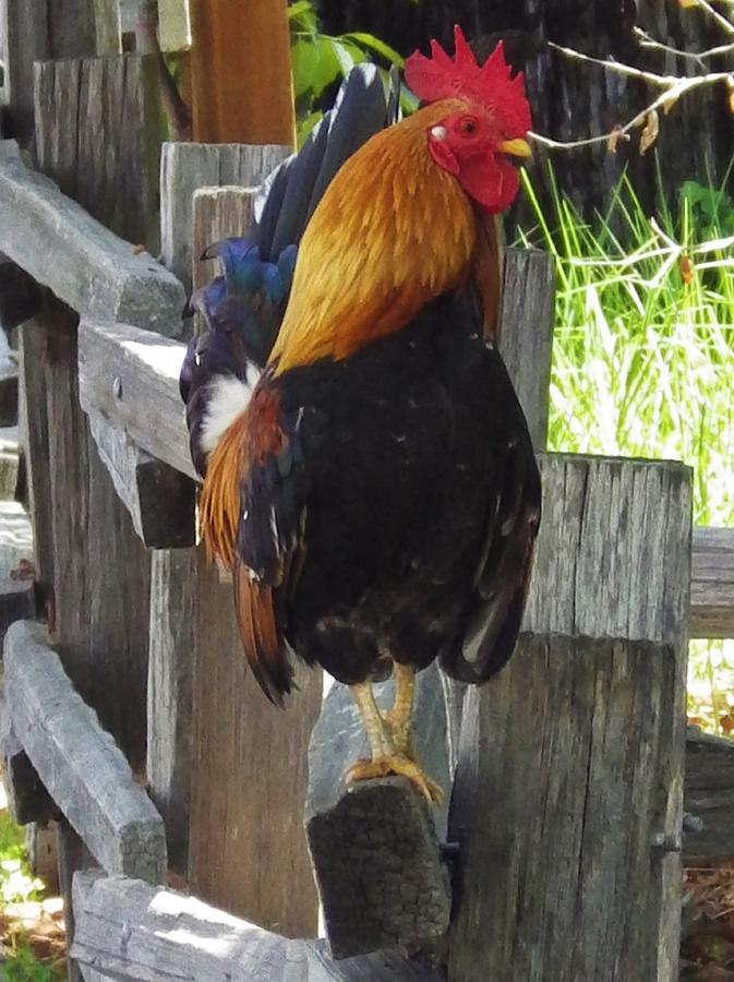 Rooster About To Crow Photograph