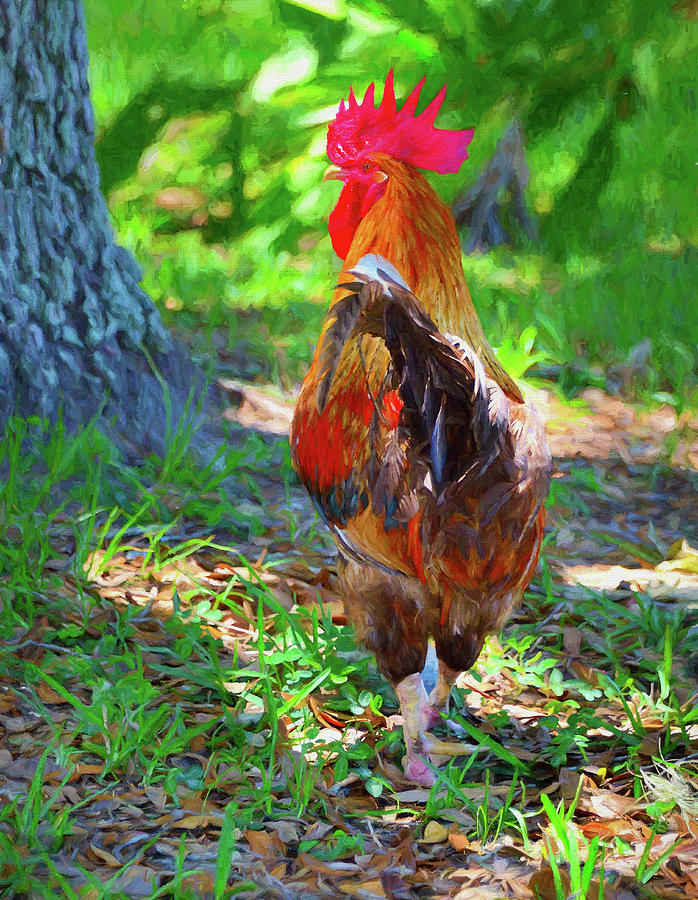 Rooster Photograph by Alison Belsan Horton