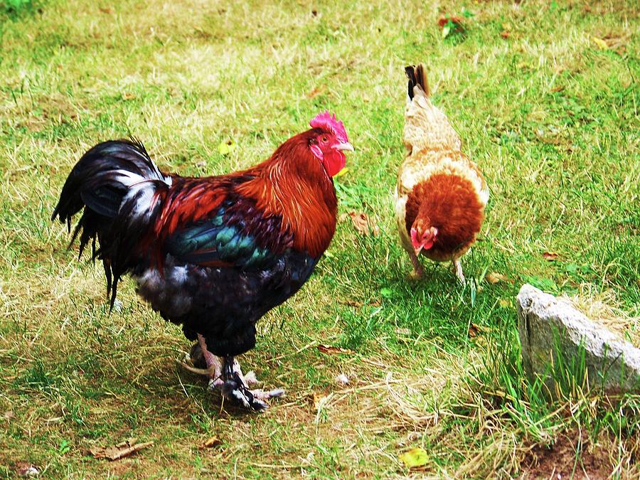 Rooster and Hen Photograph by Julie Rauscher