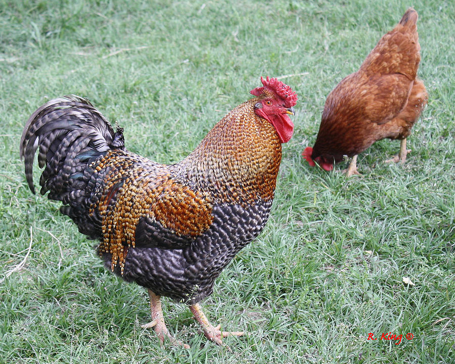 Rooster and Hen by Roena King Rooster and Hen by Roena King