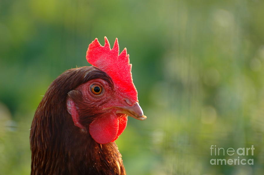 Rooster Photograph by Anthony Butera - Fine Art America