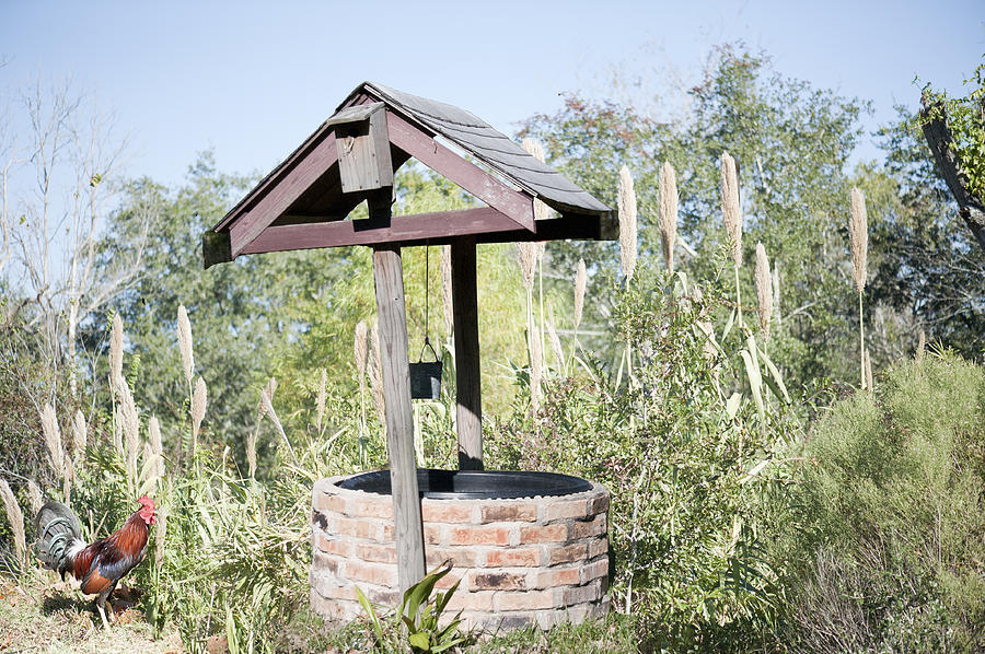 Rooster at the Well Photograph by Bill Perry