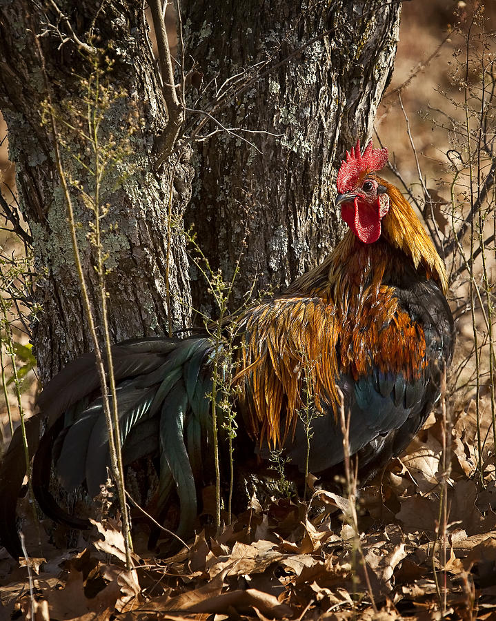 Rooster by Wild Plum Photograph by Michael Dougherty