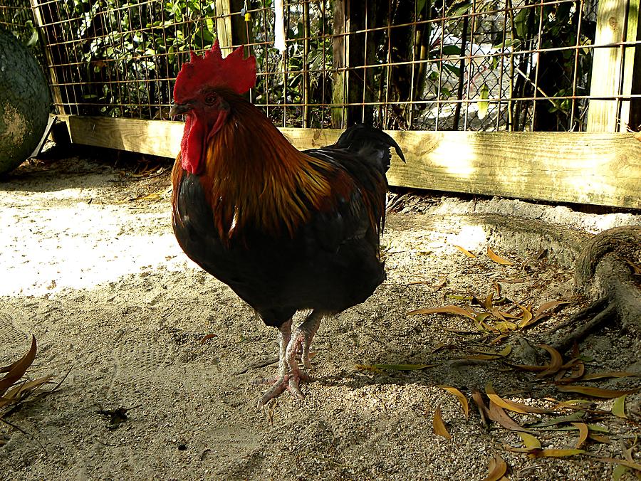 Rooster Photograph by Christopher Mercer