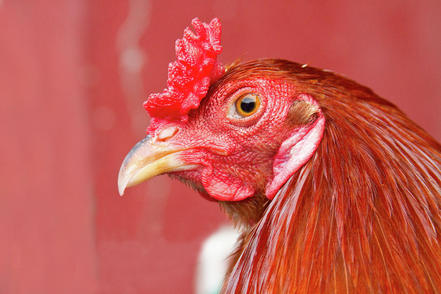 Rooster Photograph - Rooster Close-Up on a Reddish Background by James BO Insogna