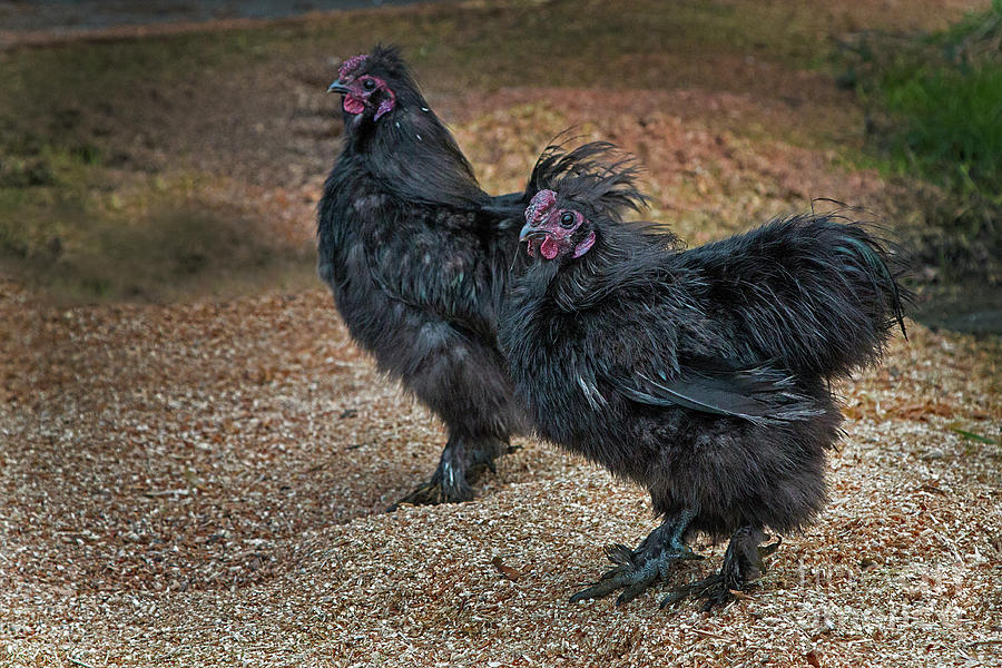 Rooster Dance Photograph by Sonya Lang