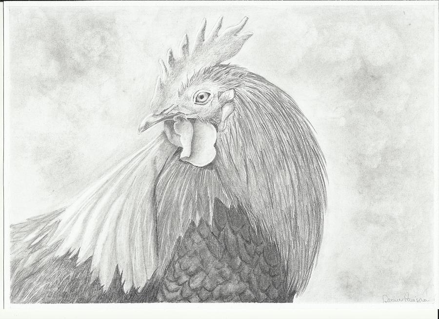 Rooster Drawing by Darina Panisova - Fine Art America