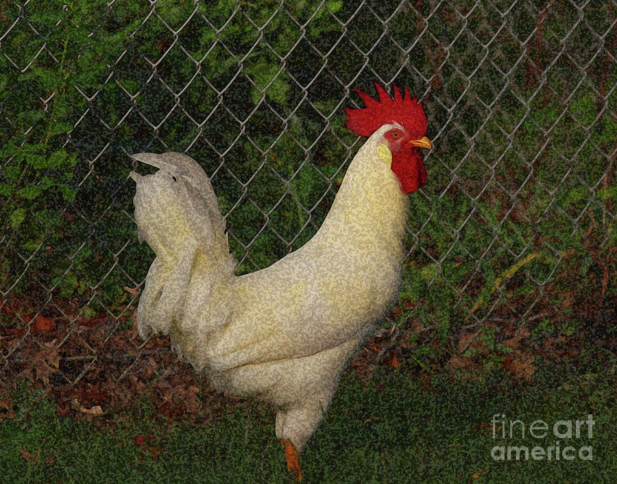 Rooster Photograph by Douglas Stucky