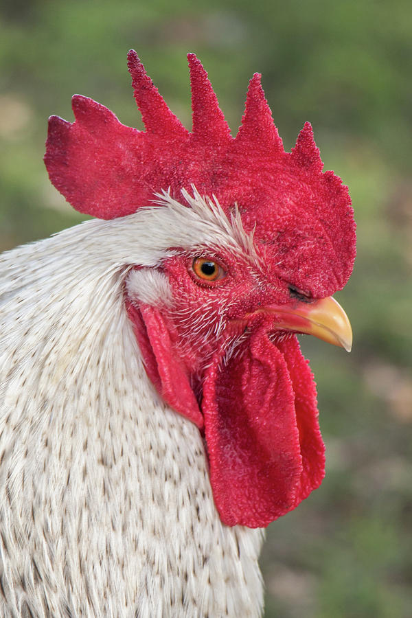 Rooster Face Photograph by Steven Jones - Pixels