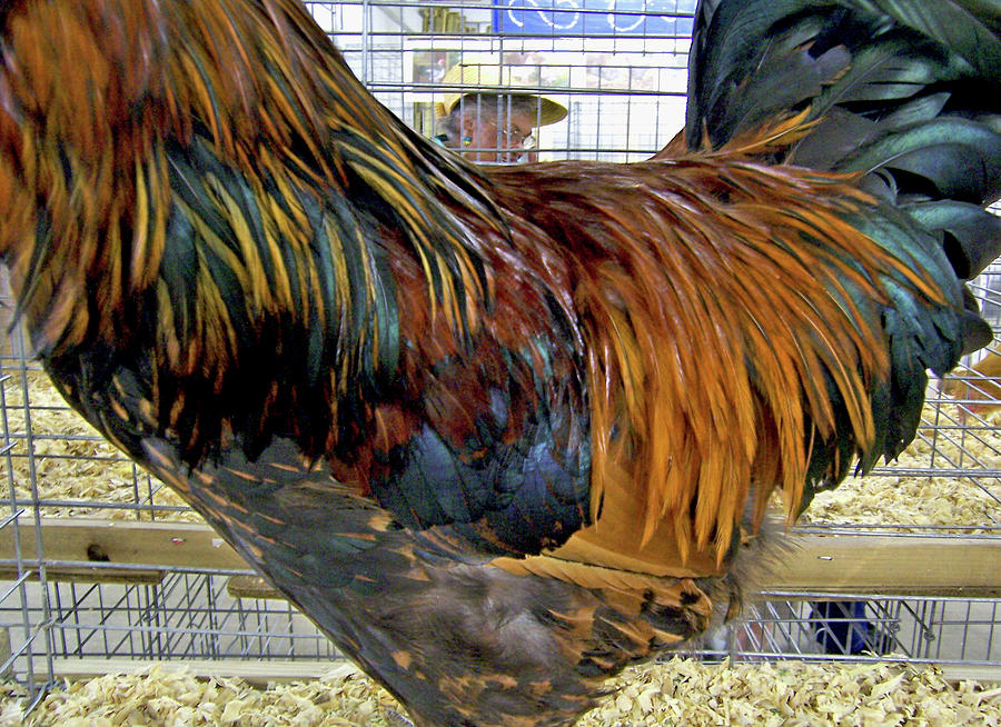 Rooster Feathers by Iris Posner