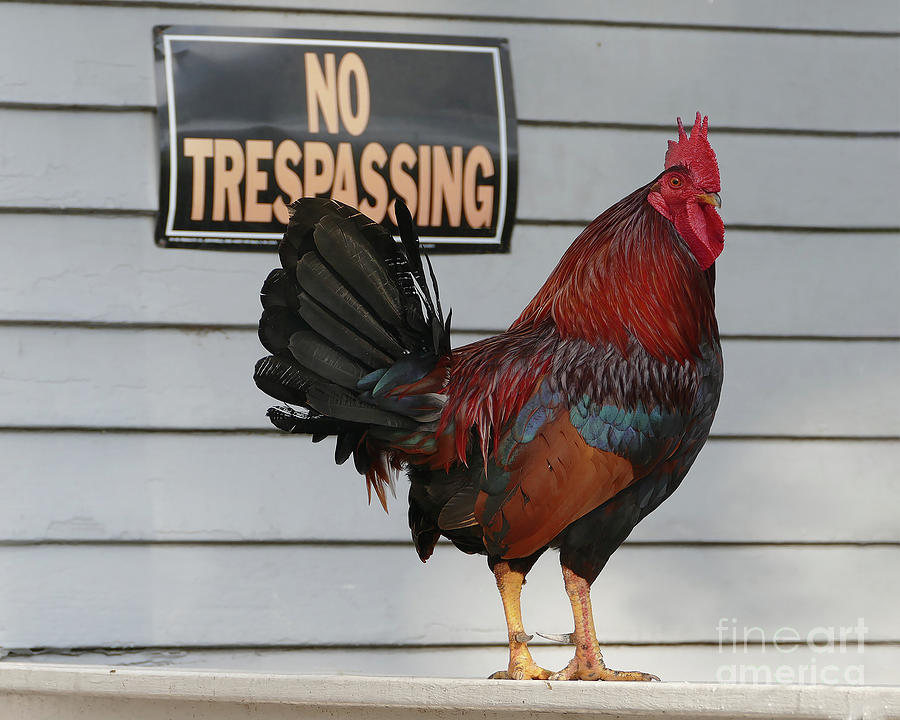 Rooster Guarding A Key West Porch Photograph