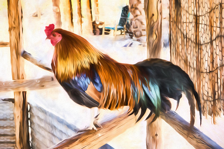 Rooster Photograph by HW Kateley