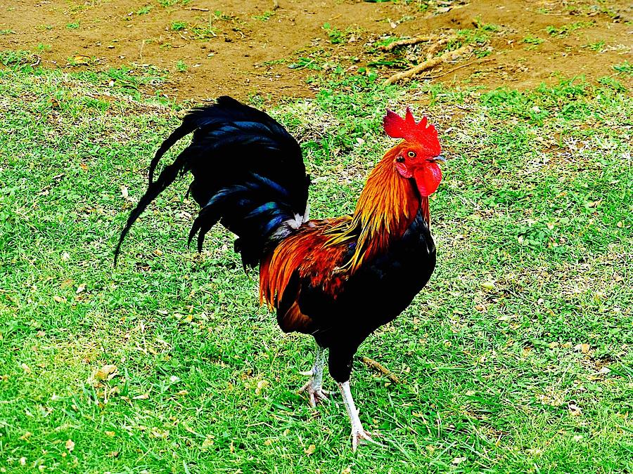 Rooster Photograph - Rooster in Kauai by Barbara Zahno