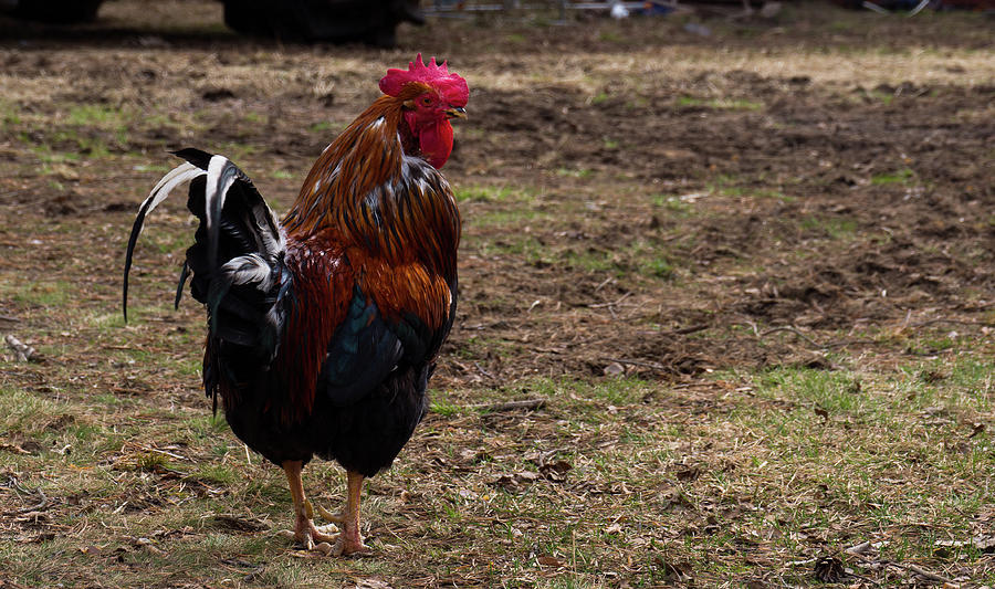 Rooster In The Farm Photograph
