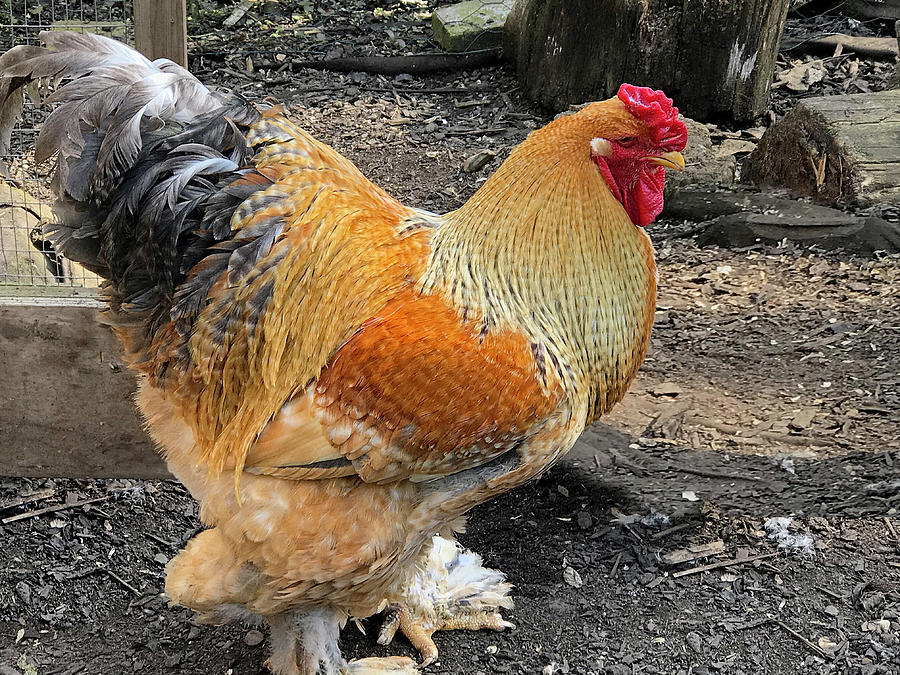 Rooster In The Farmyard Photograph by Gill Billington