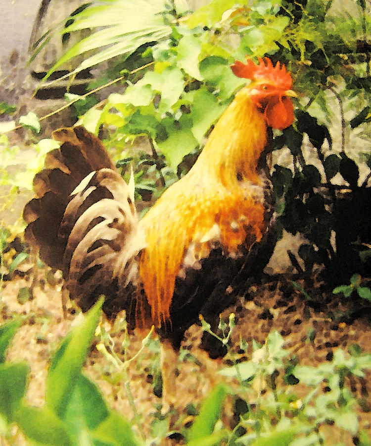 Rooster In The Garden Photograph