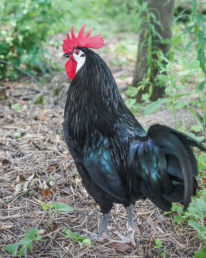 Rooster in the woods Photograph by Chris Bordeleau