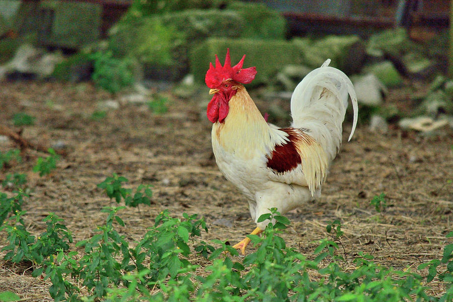 Rooster In White Photograph by Alison Belsan Horton