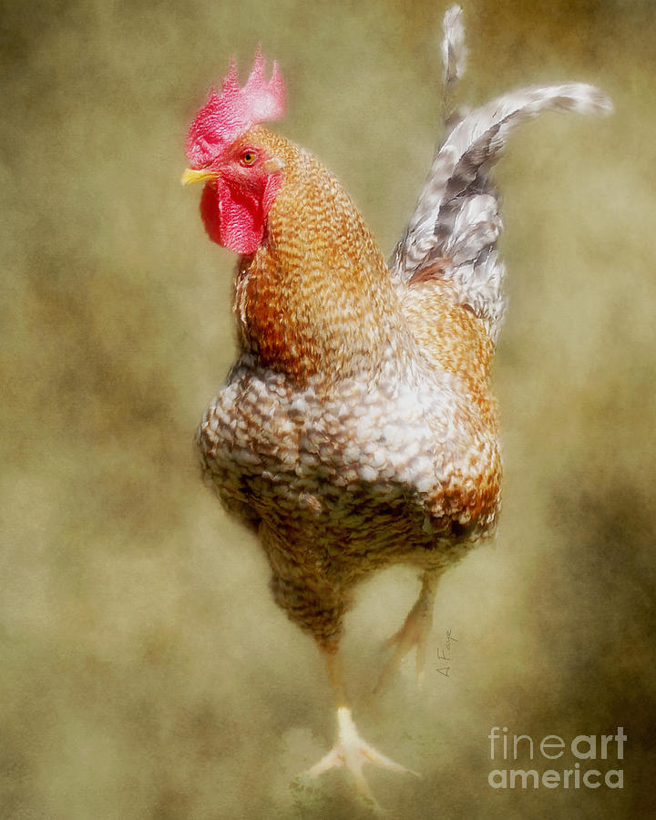 Rooster Jr. Photograph