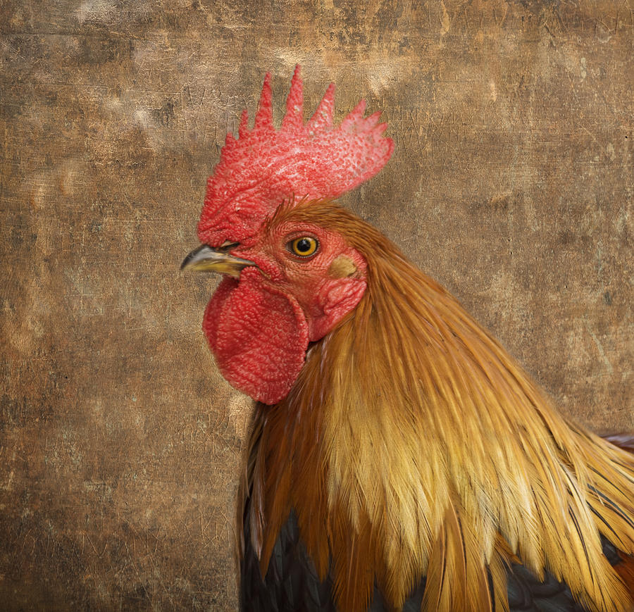 Rooster Photograph - Rooster by Kim Hojnacki