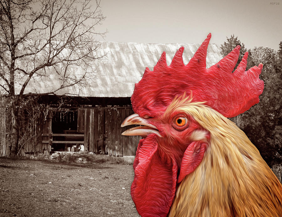 Rooster Looks At Barn Photograph by Phil Perkins