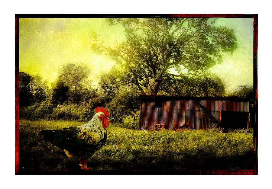 Rooster Photograph by Mal Bray