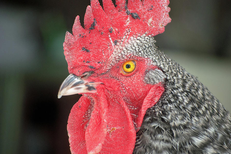 Rooster Named Brute Photograph
