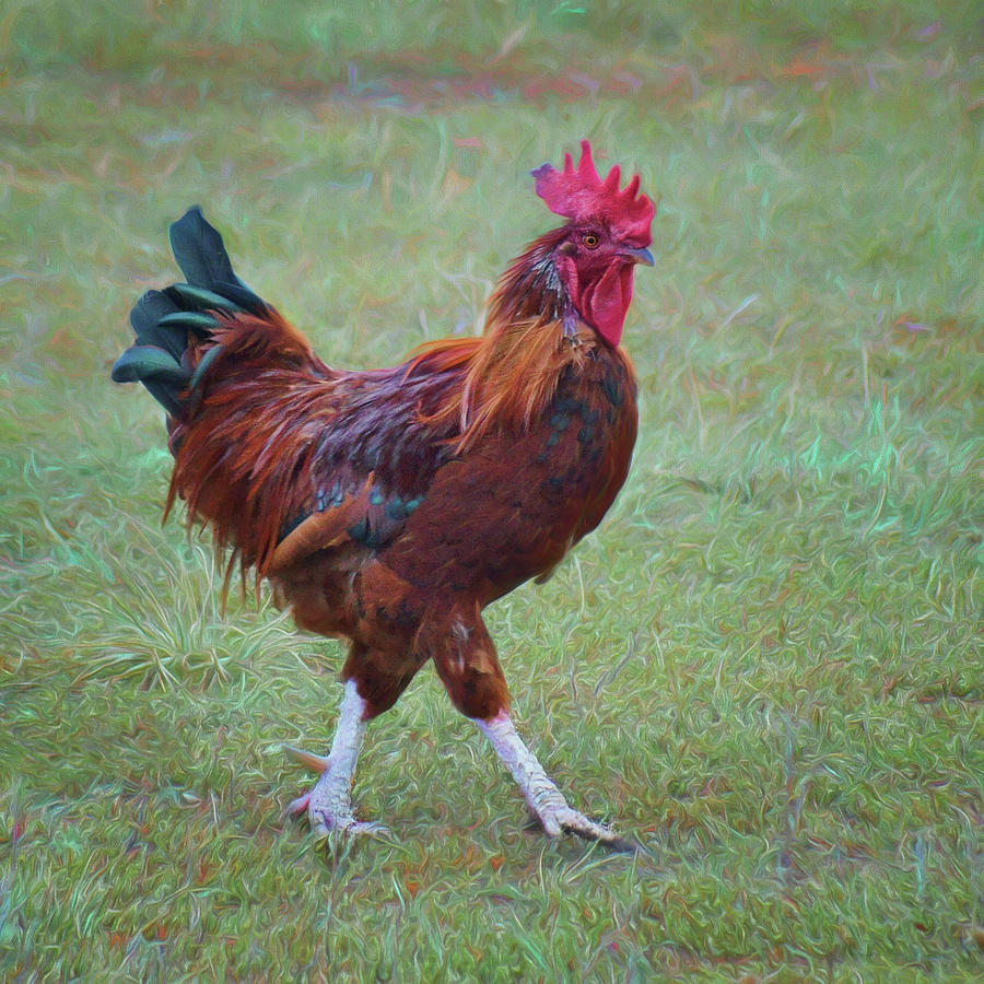 Rooster Photograph by Nikolyn McDonald