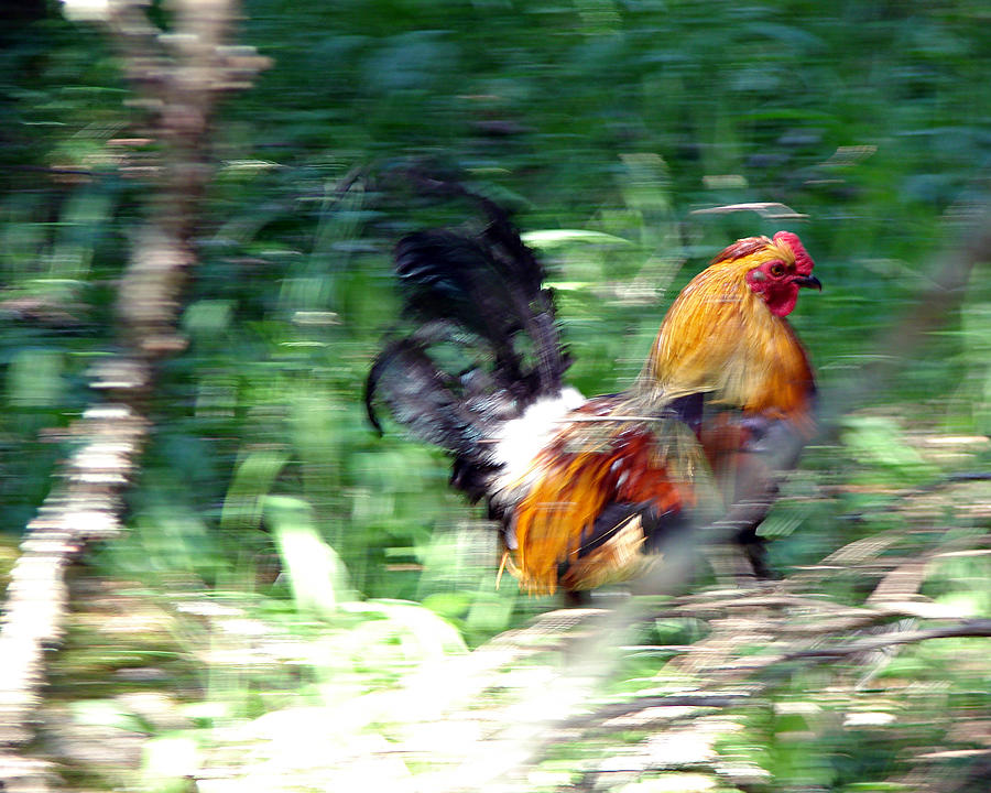 Rooster on the Island Photograph by Diana Douglass