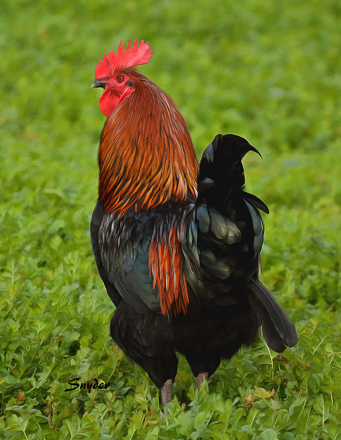 Rooster On The Loose Photograph
