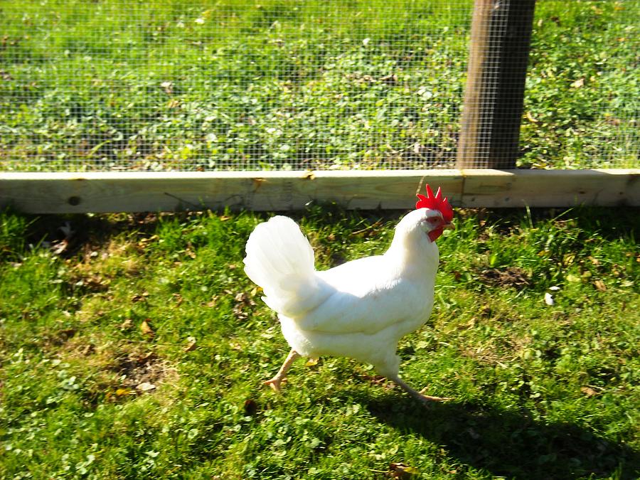 Rooster on the Run Photograph by Ward Smith | Fine Art America