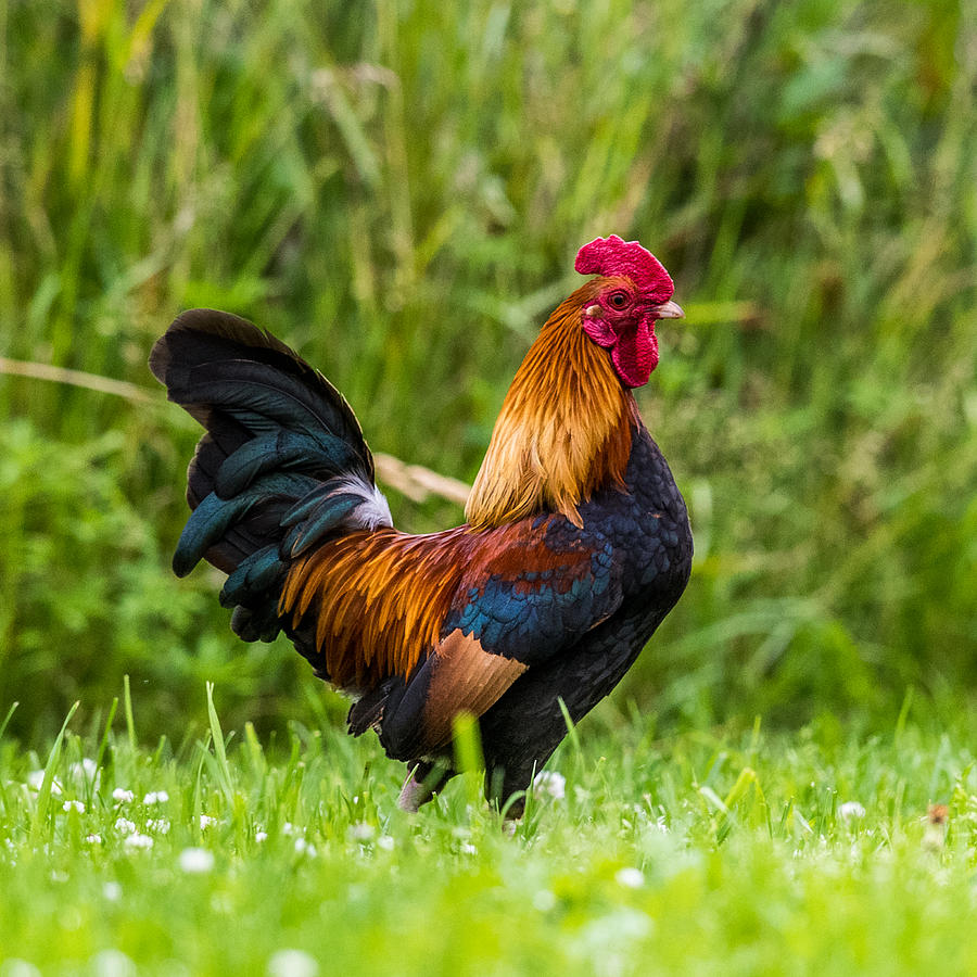 Rooster Photograph by Paul Freidlund