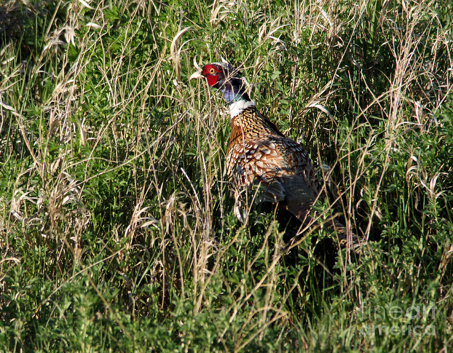 Rooster pheasant in the grass Photograph by Jeff Swan