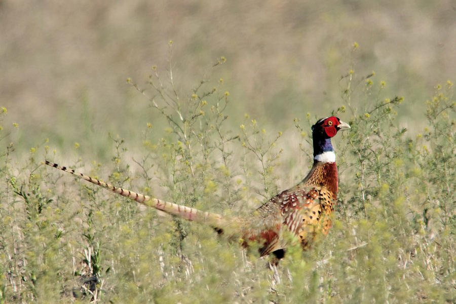 Rooster Pheasant on the move Photograph by Jeff Swan