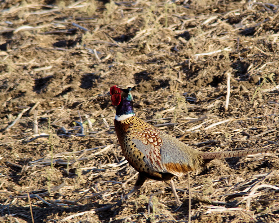 Rooster pheasant strutting in a field Photograph by Jeff Swan