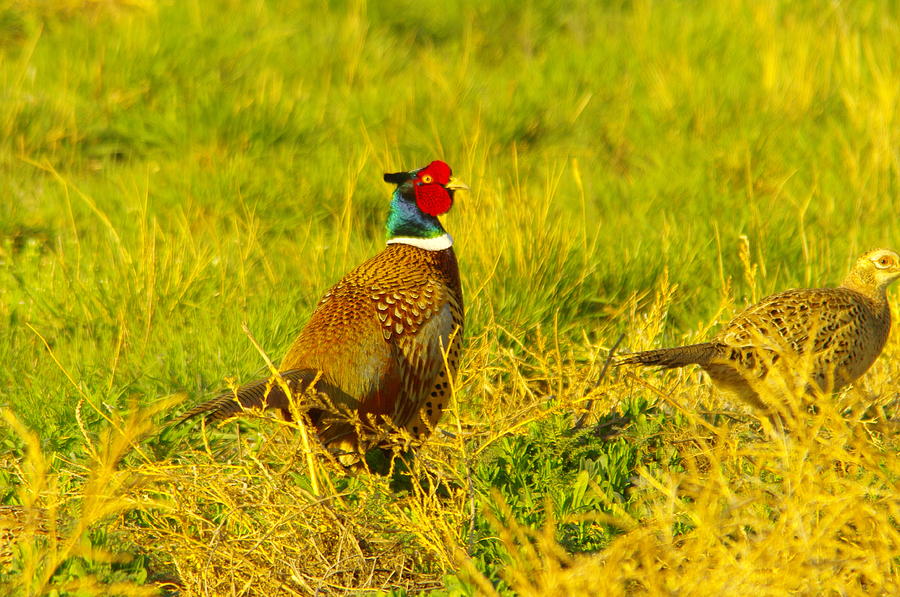 Rooster Photograph - Rooster Pheasant with girlfriend by Jeff Swan
