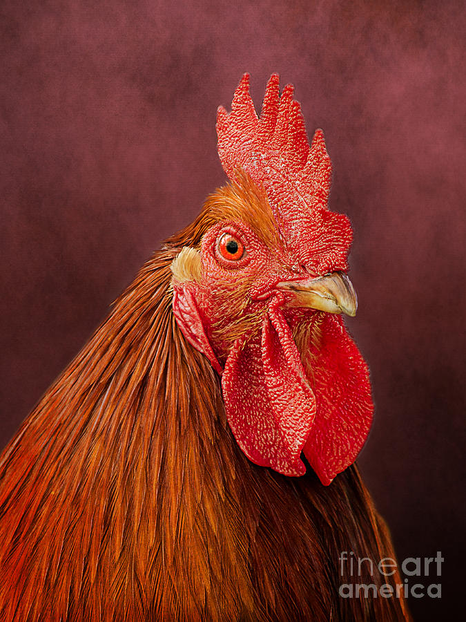 Rooster Portrait Photograph by Linsey Williams