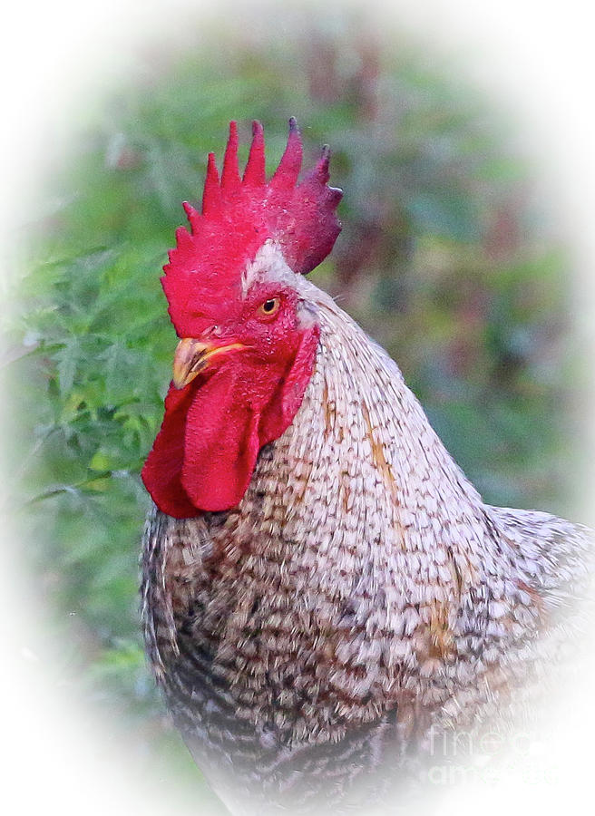 Rooster Portrait Photograph by Tom Claud