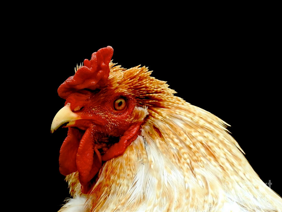 Rooster Profile Photograph by Beth Myer Photography